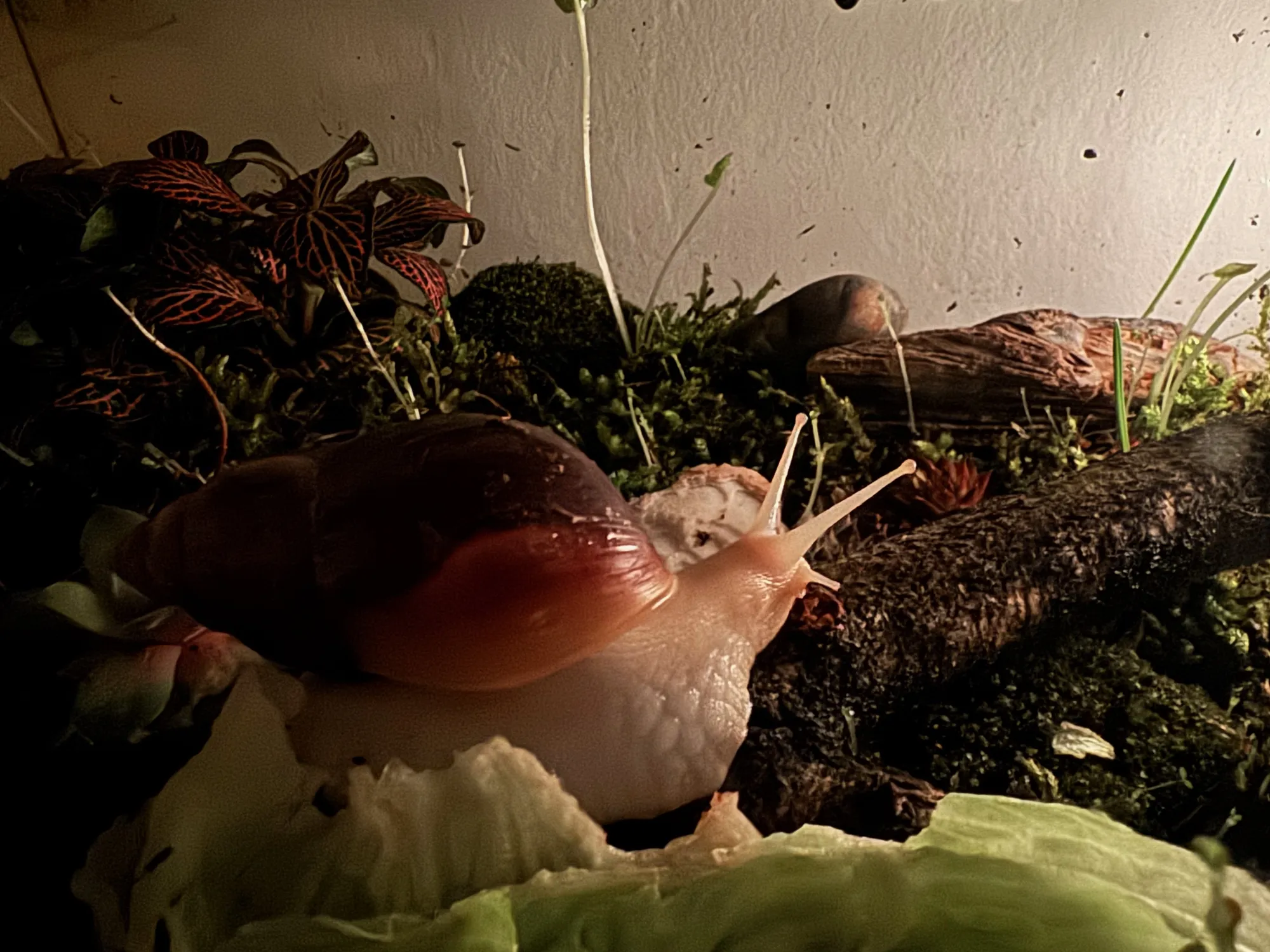 Rodinný šnek BB Craft